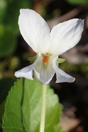 Viola x scabra \ Raues Veilchen / Hairy Violet, D Frankfurt-R&ouml;delheim 25.3.2017