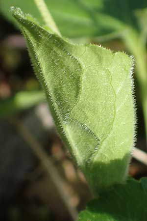 Viola x scabra \ Raues Veilchen / Hairy Violet, D Frankfurt-R&ouml;delheim 25.3.2017