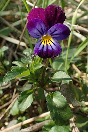 Viola arvensis x wittrockiana \ Stiefm&uuml;tterchen-Hybride / Hybrid Pansy, D St.  Leon 17.5.2019