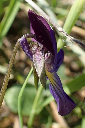 Viola arvensis x wittrockiana \ Stiefm&uuml;tterchen-Hybride / Hybrid Pansy, D St.  Leon 17.5.2019