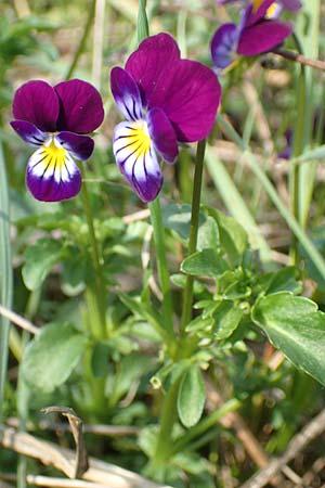 Viola arvensis x wittrockiana \ Stiefm&uuml;tterchen-Hybride / Hybrid Pansy, D St.  Leon 17.5.2019