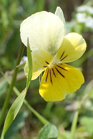 Viola arvensis x wittrockiana \ Stiefm&uuml;tterchen-Hybride / Hybrid Pansy, D St.  Leon 17.5.2019