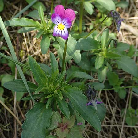 Viola arvensis x wittrockiana \ Stiefm&uuml;tterchen-Hybride / Hybrid Pansy, D St.  Leon 17.5.2019
