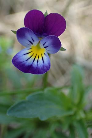 Viola arvensis x wittrockiana \ Stiefm&uuml;tterchen-Hybride / Hybrid Pansy, D St.  Leon 17.5.2019