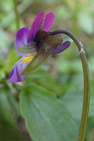 Viola arvensis x wittrockiana \ Stiefm&uuml;tterchen-Hybride / Hybrid Pansy, D St.  Leon 17.5.2019