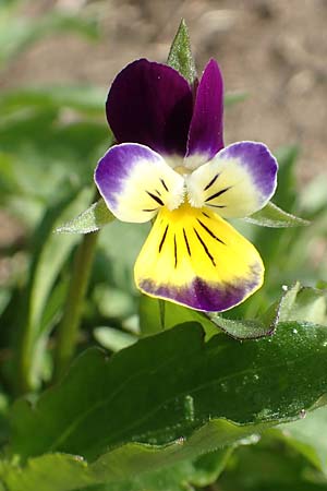 Viola arvensis x wittrockiana \ Stiefm&uuml;tterchen-Hybride / Hybrid Pansy, D St.  Leon 17.5.2019