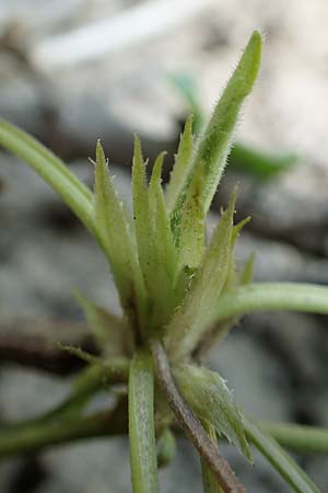 Viola x cluniensis \ Veilchen-Hybride / Hybrid Violet, D Weinheim an der Bergstra&szlig;e 31.3.2020