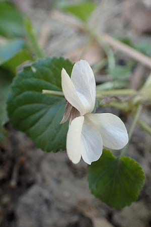 Viola x cluniensis \ Veilchen-Hybride / Hybrid Violet, D Weinheim an der Bergstra&szlig;e 31.3.2020