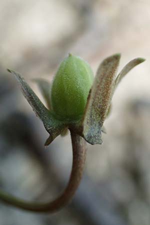 Viola x cluniensis \ Veilchen-Hybride / Hybrid Violet, D Weinheim an der Bergstra&szlig;e 31.3.2020