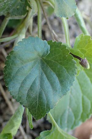 Viola x cluniensis \ Veilchen-Hybride / Hybrid Violet, D Weinheim an der Bergstra&szlig;e 31.3.2020