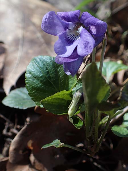 Viola x bavarica \ Veilchen-Hybride / Hybrid Violet, D Bensheim 29.3.2021