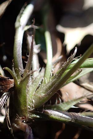 Viola x bavarica \ Veilchen-Hybride / Hybrid Violet, D Bensheim 29.3.2021