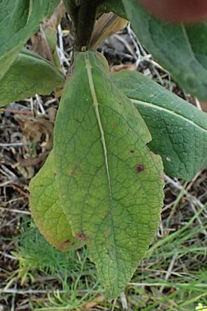 Verbascum lychnitis x phlomoides \ K�nigskerze-Hybride / Hybrid Mullein, D Mannheim 14.9.2025