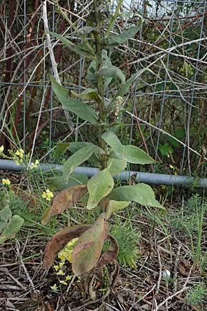 Verbascum lychnitis x phlomoides \ K�nigskerze-Hybride / Hybrid Mullein, D Mannheim 14.9.2025