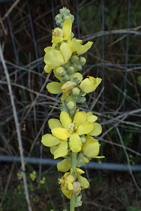 Verbascum lychnitis x phlomoides \ K�nigskerze-Hybride / Hybrid Mullein, D Mannheim 14.9.2025
