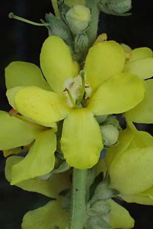 Verbascum lychnitis x phlomoides \ K�nigskerze-Hybride / Hybrid Mullein, D Mannheim 14.9.2025
