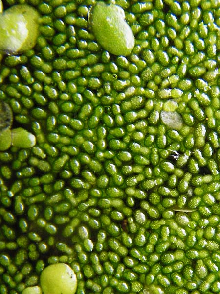 Wolffia columbiana \ Kolumbianische Zwerg-Wasserlinse / Columbian Water-Meal, D Gro&szlig;krotzenburg 18.7.2015