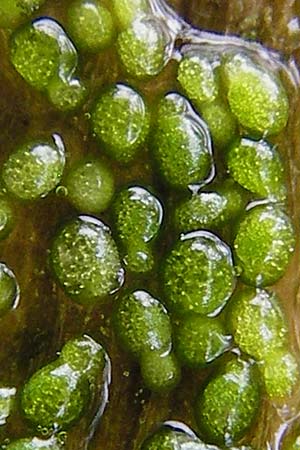 Wolffia columbiana, Kolumbianische Zwerg-Wasserlinse