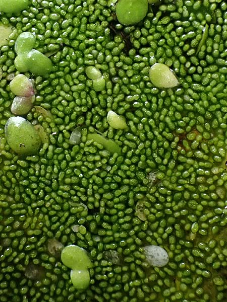 Wolffia columbiana \ Kolumbianische Zwerg-Wasserlinse / Columbian Water-Meal, D Gro&szlig;krotzenburg 18.7.2015