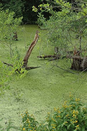 Wolffia columbiana \ Kolumbianische Zwerg-Wasserlinse / Columbian Water-Meal, D Gro&szlig;krotzenburg 18.7.2015