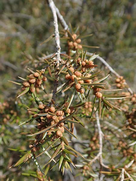 Juniperus communis \ Gew�hnlicher Wacholder / Juniper, D Bad Kreuznach 20.4.2021