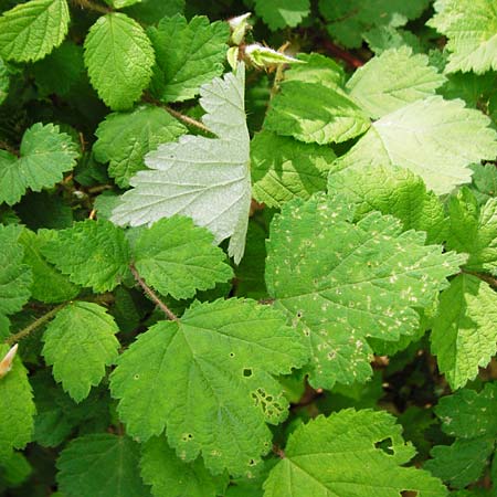 Rubus phoenicolasius \ Japanische Weinbeere, Rotborstige Himbeere / Wine Raspberry, D Bensheim 6.5.2015