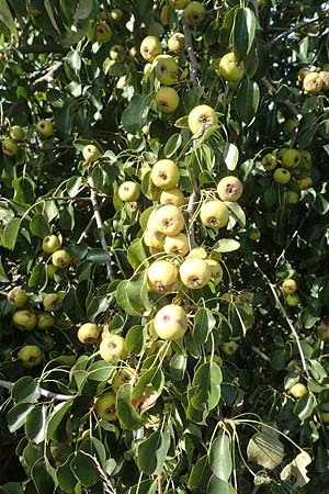 Pyrus pyraster \ Wild-Birne, Holz-Birne / Wild Pear, D Brandenburg, Havelaue-Strodehne 17.9.2020
