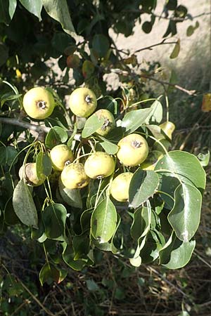 Pyrus pyraster \ Wild-Birne, Holz-Birne / Wild Pear, D Brandenburg, Havelaue-Strodehne 17.9.2020