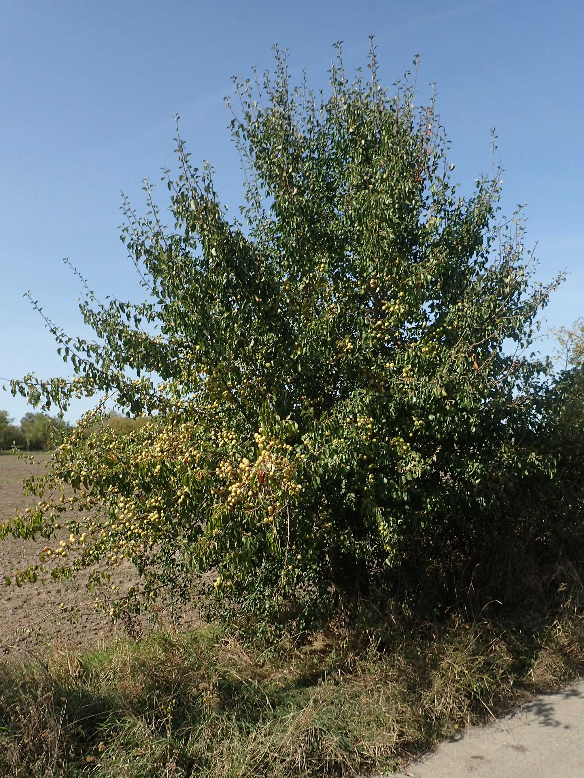Pyrus pyraster \ Wild-Birne, Holz-Birne / Wild Pear, D Brandenburg, Havelaue-Strodehne 17.9.2020