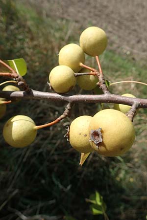 Pyrus pyraster \ Wild-Birne, Holz-Birne / Wild Pear, D Brandenburg, Havelaue-Strodehne 17.9.2020
