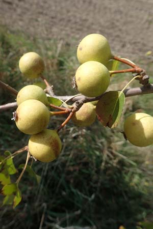 Pyrus pyraster \ Wild-Birne, Holz-Birne / Wild Pear, D Brandenburg, Havelaue-Strodehne 17.9.2020