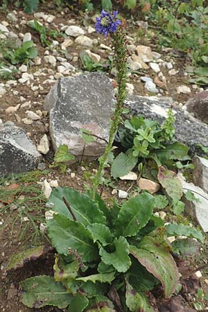 Wulfenia carinthiaca \ K&auml;rntner Wulfenie, K&auml;rntner Kuhtritt / Wulfenia, D Botan. Gar.  Universit.  T&uuml;bingen 3.9.2016