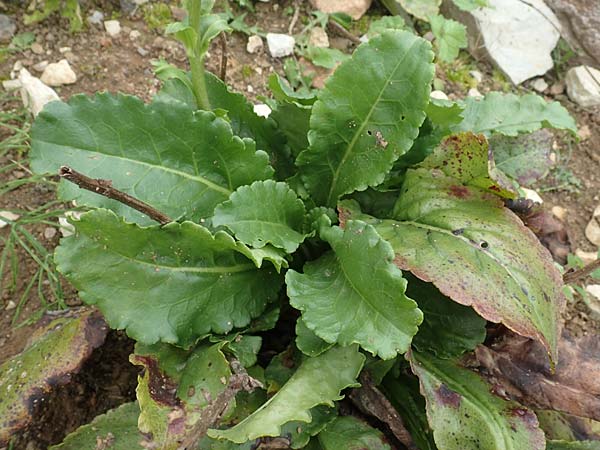 Wulfenia carinthiaca \ K&auml;rntner Wulfenie, K&auml;rntner Kuhtritt / Wulfenia, D Botan. Gar.  Universit.  T&uuml;bingen 3.9.2016