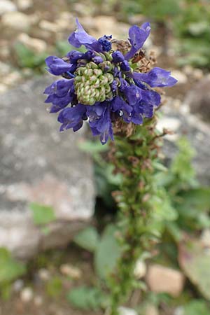 Wulfenia carinthiaca \ K&auml;rntner Wulfenie, K&auml;rntner Kuhtritt / Wulfenia, D Botan. Gar.  Universit.  T&uuml;bingen 3.9.2016
