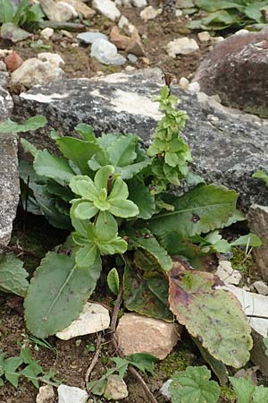Wulfenia carinthiaca \ K&auml;rntner Wulfenie, K&auml;rntner Kuhtritt / Wulfenia, D Botan. Gar.  Universit.  T&uuml;bingen 3.9.2016