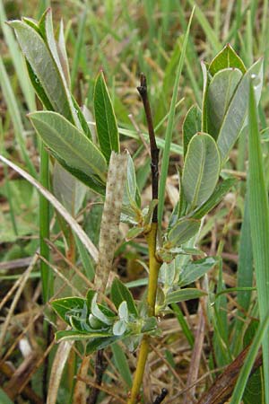 Salix myrsinifolia \ Schwarzwerdende Weide / Dark-Leaved Willow, D Allg&auml;u,  Gebrazhofen 5.5.2007