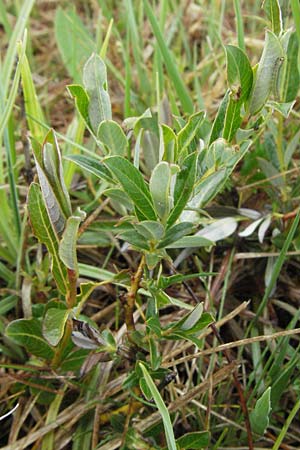 Salix myrsinifolia \ Schwarzwerdende Weide / Dark-Leaved Willow, D Allg&auml;u,  Gebrazhofen 5.5.2007