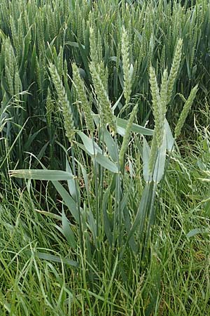 Triticum aestivum \ Saat-Weizen, Weich-Weizen / Bread Wheat, D Aachen-Orsbach 13.6.2019