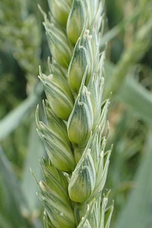Triticum aestivum \ Saat-Weizen, Weich-Weizen / Bread Wheat, D Aachen-Orsbach 13.6.2019