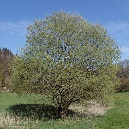 Salix caprea \ Sal-Weide / Goat Willow, D Wald-Michelbach 25.4.2021