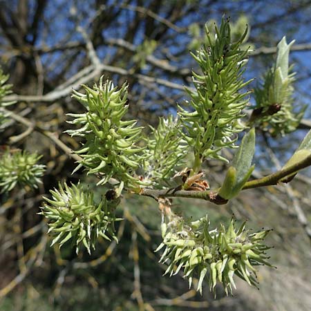 Salix caprea \ Sal-Weide / Goat Willow, D Wald-Michelbach 25.4.2021
