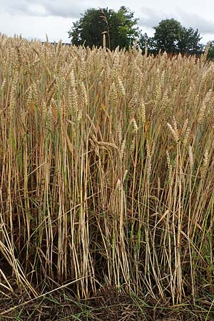 Triticum aestivum \ Saat-Weizen, Weich-Weizen / Bread Wheat, D Tiefenbronn-M&uuml;hlhausen 13.7.2021