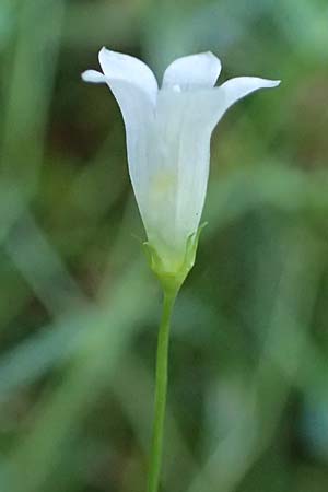Wahlenbergia hederacea \ Efeu-Moorgl�ckchen / Ivy-Leaved Bellflower, D M&ouml;rfelden-Walldorf 14.8.2021
