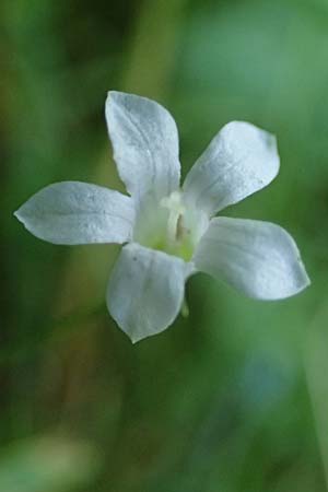 Wahlenbergia hederacea \ Efeu-Moorgl�ckchen / Ivy-Leaved Bellflower, D M&ouml;rfelden-Walldorf 14.8.2021