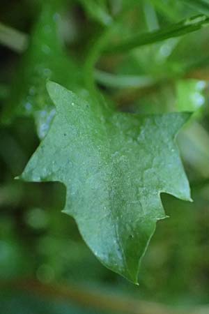 Wahlenbergia hederacea \ Efeu-Moorgl�ckchen / Ivy-Leaved Bellflower, D M&ouml;rfelden-Walldorf 14.8.2021