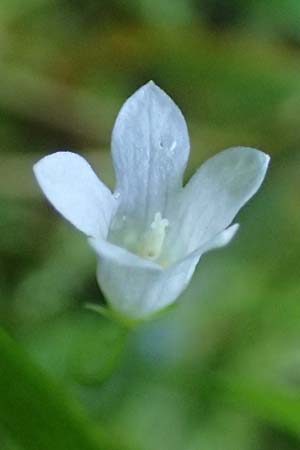 Wahlenbergia hederacea \ Efeu-Moorgl�ckchen / Ivy-Leaved Bellflower, D M&ouml;rfelden-Walldorf 14.8.2021