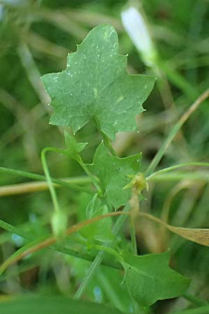 Wahlenbergia hederacea \ Efeu-Moorgl�ckchen / Ivy-Leaved Bellflower, D M&ouml;rfelden-Walldorf 14.8.2021