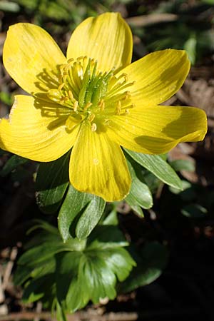 Eranthis hyemalis, Winterling