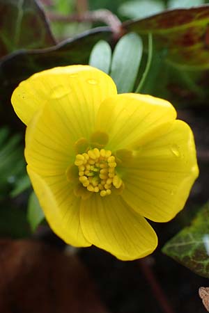 Eranthis hyemalis \ Winterling / Winter Aconite, D Mannheim 3.2.2022
