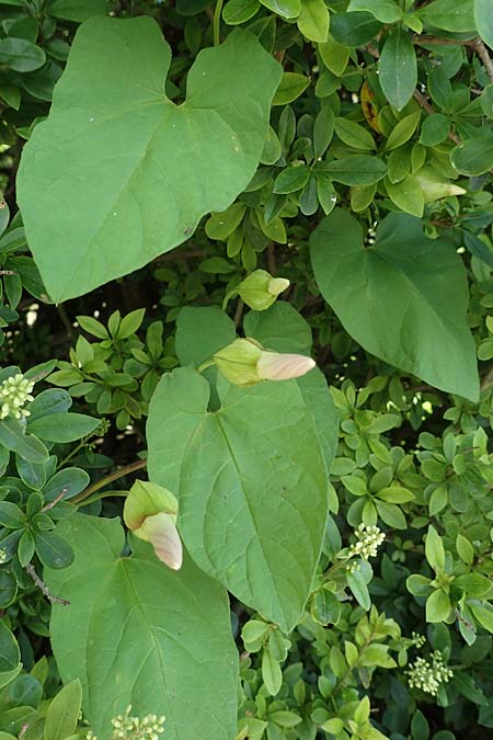 Calystegia pulchra \ Sch�ne Zaun-Winde / Hairy Bindweed, D Sachsen-Anhalt, Hornburg 7.6.2022